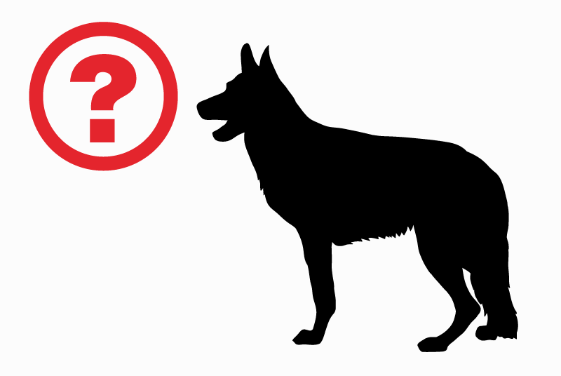 Disappearance alert Dog miscegenation Male , 3 years Le Cateau-Cambrésis France