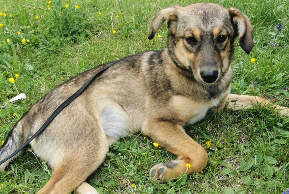 Fundmeldung Hund rassenmischung Weiblich , Zwischen 4 und 6 Monaten Saint-Claude Frankreich
