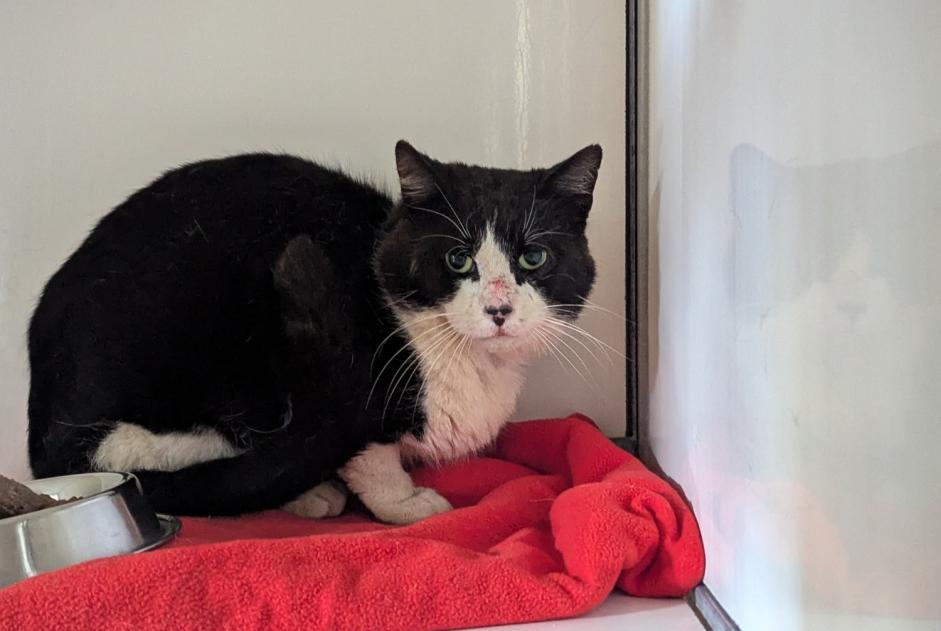 Fundmeldung Katze Männliche Domagné Frankreich