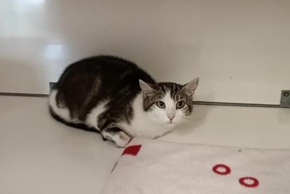 Fundmeldung Katze Weiblich Visseiche Frankreich