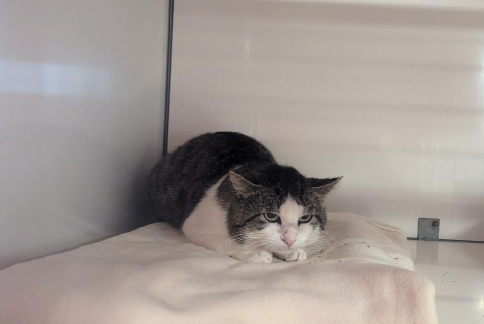 Fundmeldung Katze Männliche Visseiche Frankreich