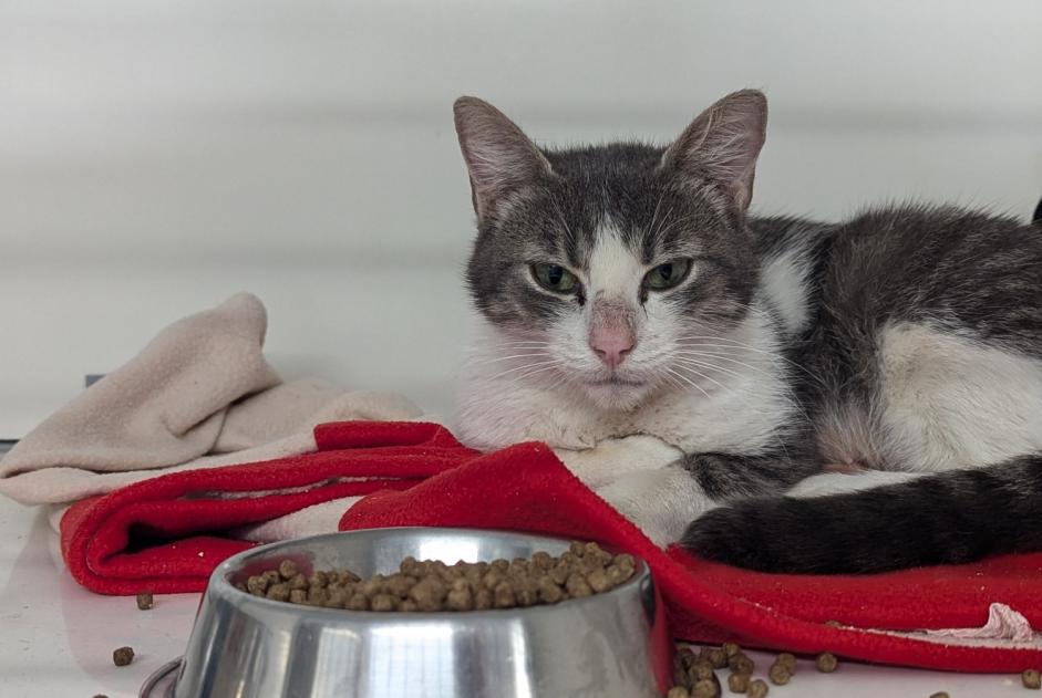 Fundmeldung Katze Weiblich Vitré Frankreich