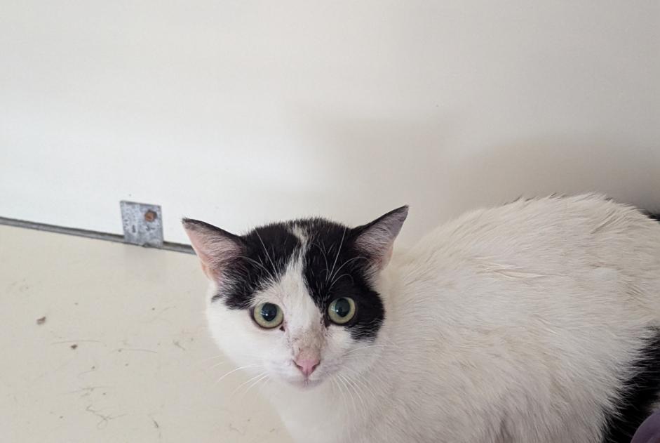 Fundmeldung Katze Weiblich Vitré Frankreich
