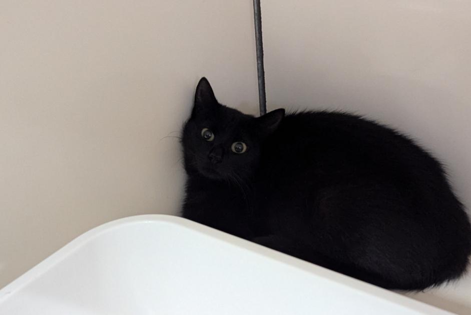 Fundmeldung Katze Weiblich Visseiche Frankreich Fundmeldung Katze Weiblich Visseiche Frankreich