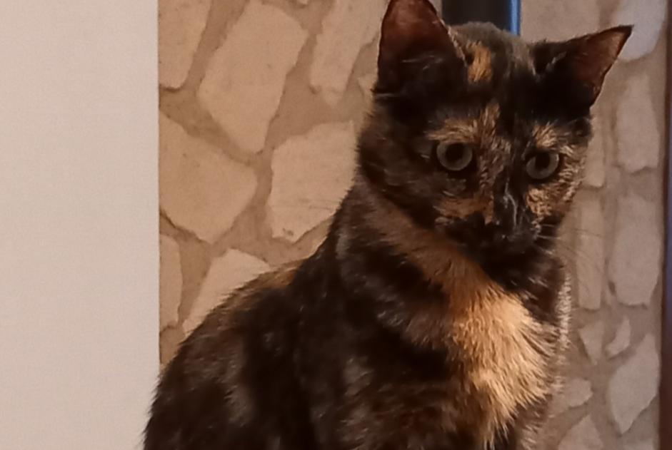 Vermisstmeldung Katze Weiblich , 3 jahre Baume-les-Messieurs Frankreich