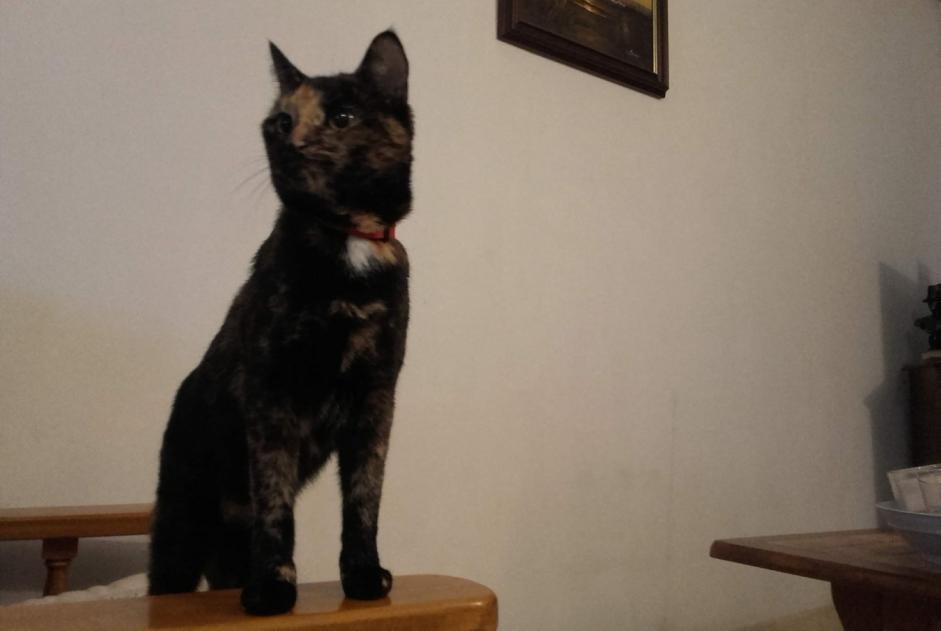 Vermisstmeldung Katze Weiblich , 8 jahre Montmorot Frankreich
