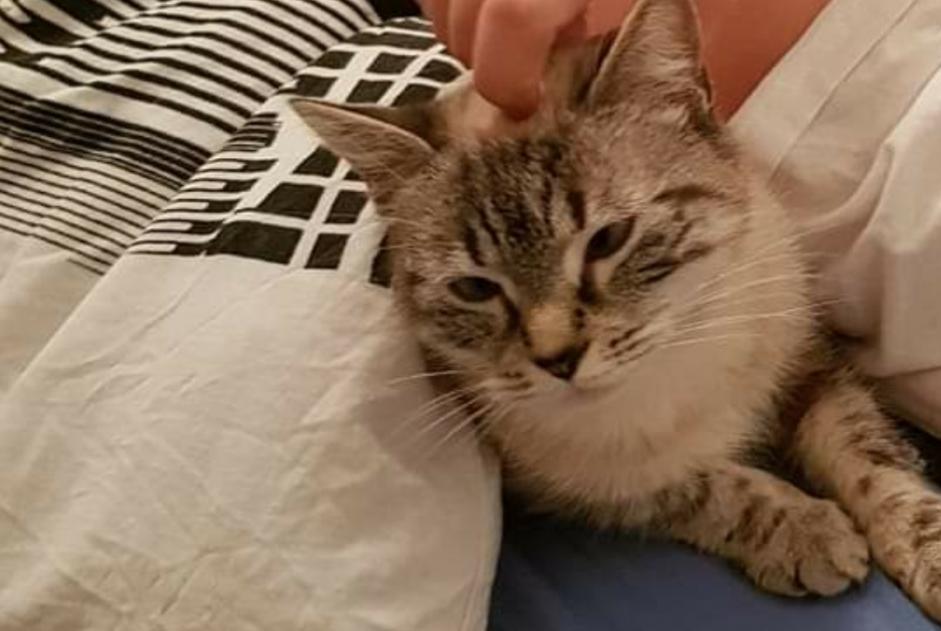 Disappearance alert Cat  Female , 5 years Dole France