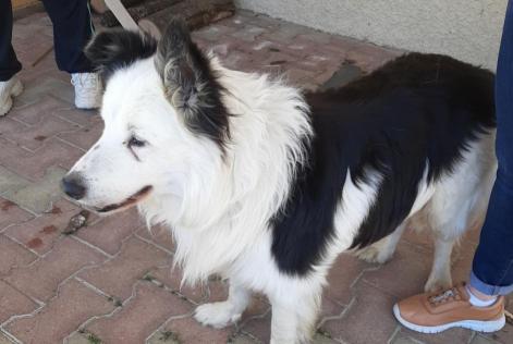 Discovery alert Dog  Male Condamine France