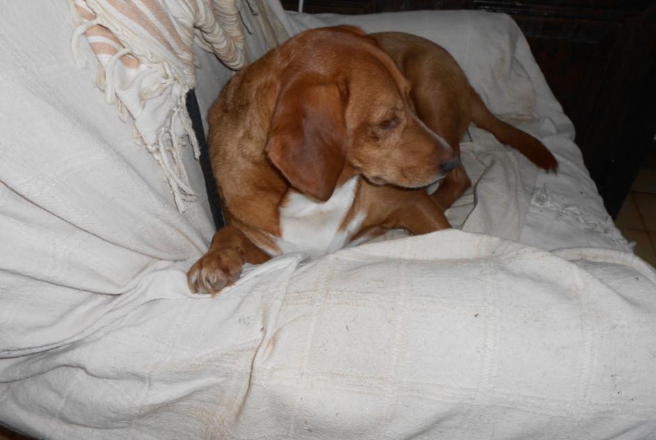 Disappearance alert Dog miscegenation Male , 11 years La Chailleuse France