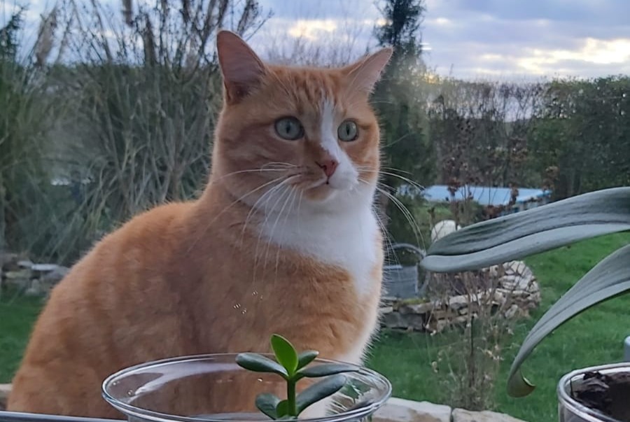 Alerta de Desaparición Gato Macho , 5 años Sergenon Francia