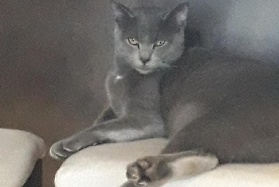 Alerte Disparition Chat Mâle , 1 ans Champagnole France