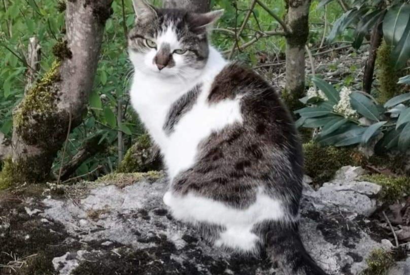 Alerte Disparition Chat croisement Femelle , 11 ans Charcier France Alerte Disparition Chat croisement Femelle , 11 ans Charcier France