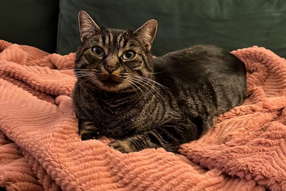 Alerte Disparition Chat Femelle , 3 ans Mont-sous-Vaudrey France Alerte Disparition Chat Femelle , 3 ans Mont-sous-Vaudrey France