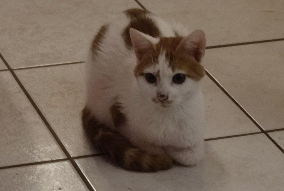 Alerte Découverte Chat  Mâle Montaigu France