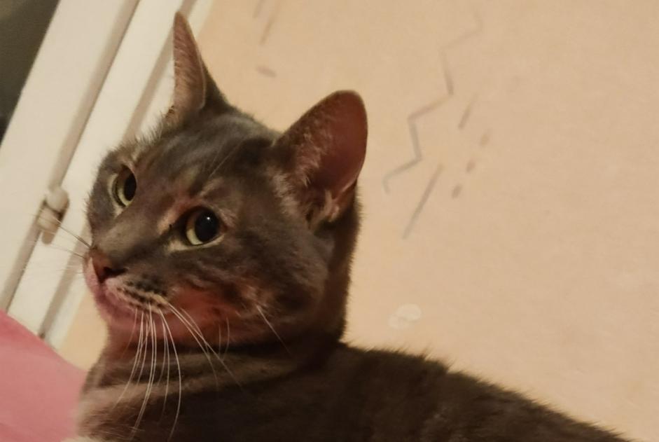 Alerte Découverte Chat Mâle Lons-le-Saunier France Alerte Découverte Chat Mâle Lons-le-Saunier France