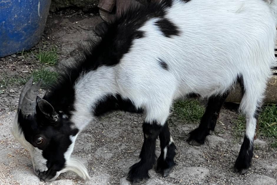 Alerte Découverte Chèvre Mâle Beaulieu-sur-Oudon France