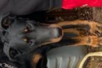 Alerte Disparition Chien Mâle , 2 ans Sampans France Alerte Disparition Chien Mâle , 2 ans Sampans France