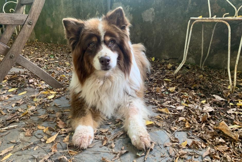 Alerte Disparition Chien Femelle , 17 ans Lons-le-Saunier France Alerte Disparition Chien Femelle , 17 ans Lons-le-Saunier France