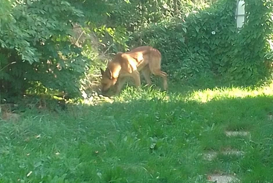 Alerte Découverte Chien croisement Inconnu La Chailleuse France