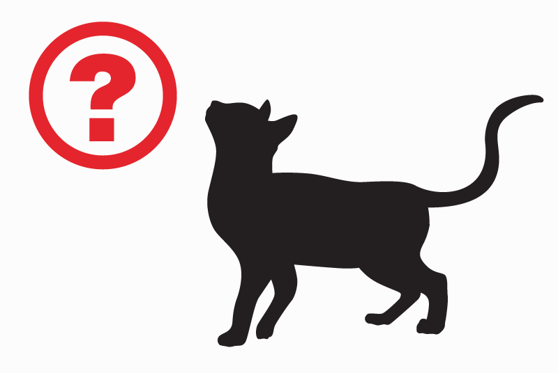 Alerta de Desaparición Gato Hembra , 11 años Charcier Francia