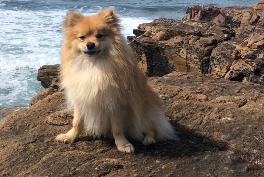 Avviso scomparsa Cane  Maschio , 2 anni Saint-Lothain Francia