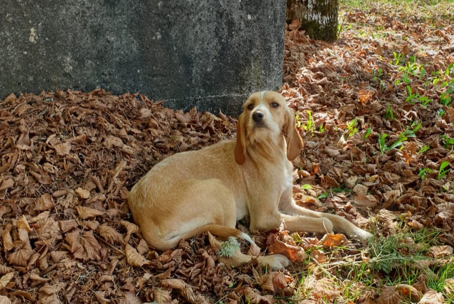 Ontdekkingsalarm Hond Mannetje Crotenay Frankrijk