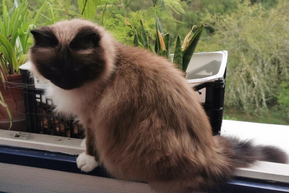 Verdwijningsalarm Kat  Vrouwtje , 10 jaar Vaux-lès-Saint-Claude Frankrijk