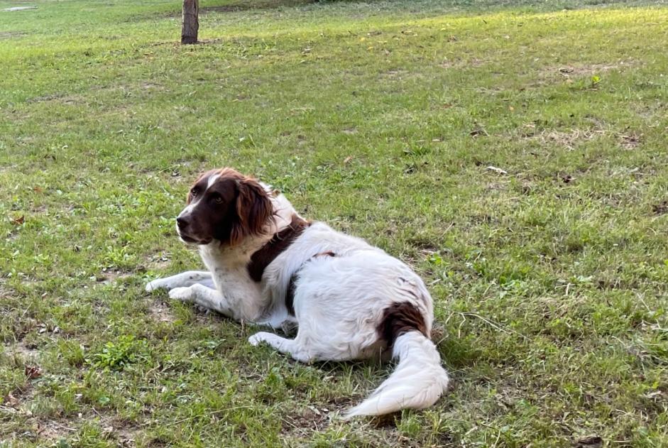 Alerta desaparecimento Cão  Macho , 8 anos Avilly-Saint-Léonard France