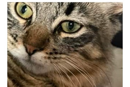 Alerta desaparecimento Gato  Macho , 1 anos Sampans France